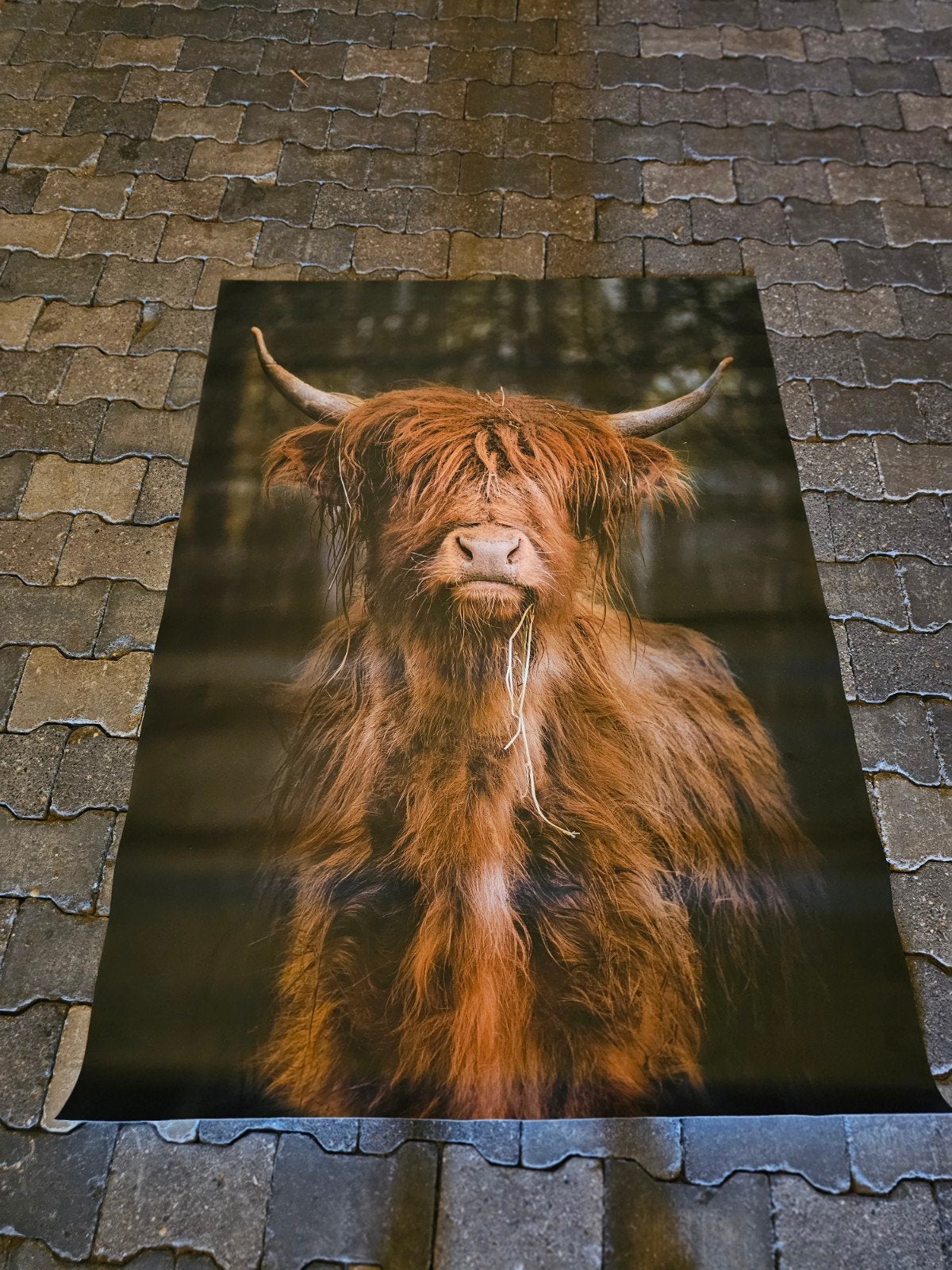 XL poster, Ophalen, Nieuw, Foto of Poster