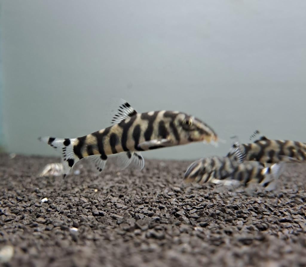 Netbotia (Botia lohachata), Dieren en Toebehoren, Vissen | Aquariumvissen, Vis, Zoetwatervis, Schoolvis