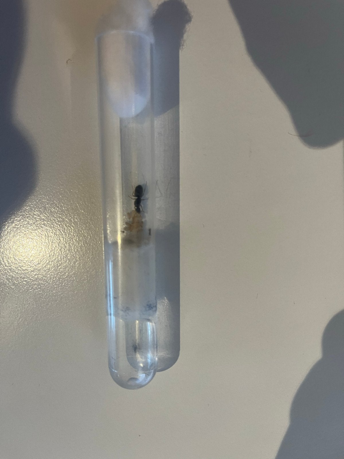 Lasius Niger mieren kolonie koningin met broed en werksters, Dieren en Toebehoren, Mieren