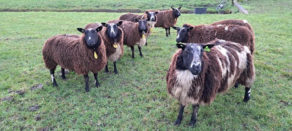 10 drachtige bonte schapen te koop Zwoeger en scrapie vrij, Vrouwelijk, Schaap, 0 tot 2 jaar