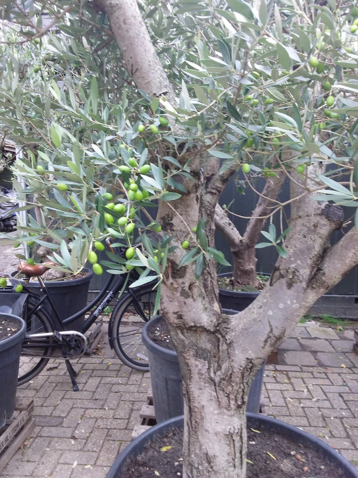 Olijfbomen in pot - Diverse maten en leeftijden, Tuin en Terras, Lente, Olijfboom, 250 tot 400 cm, Ophalen