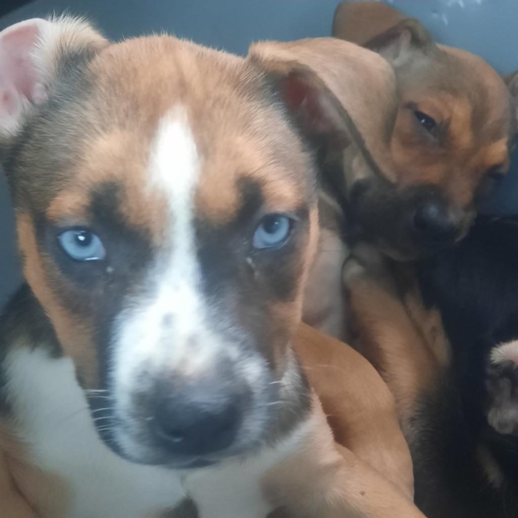 Prachtige Amerikaanse stafford kruising puppies mogen mee!, Dieren en Toebehoren, Honden | Bulldogs, Pinschers en Molossers, Parvo