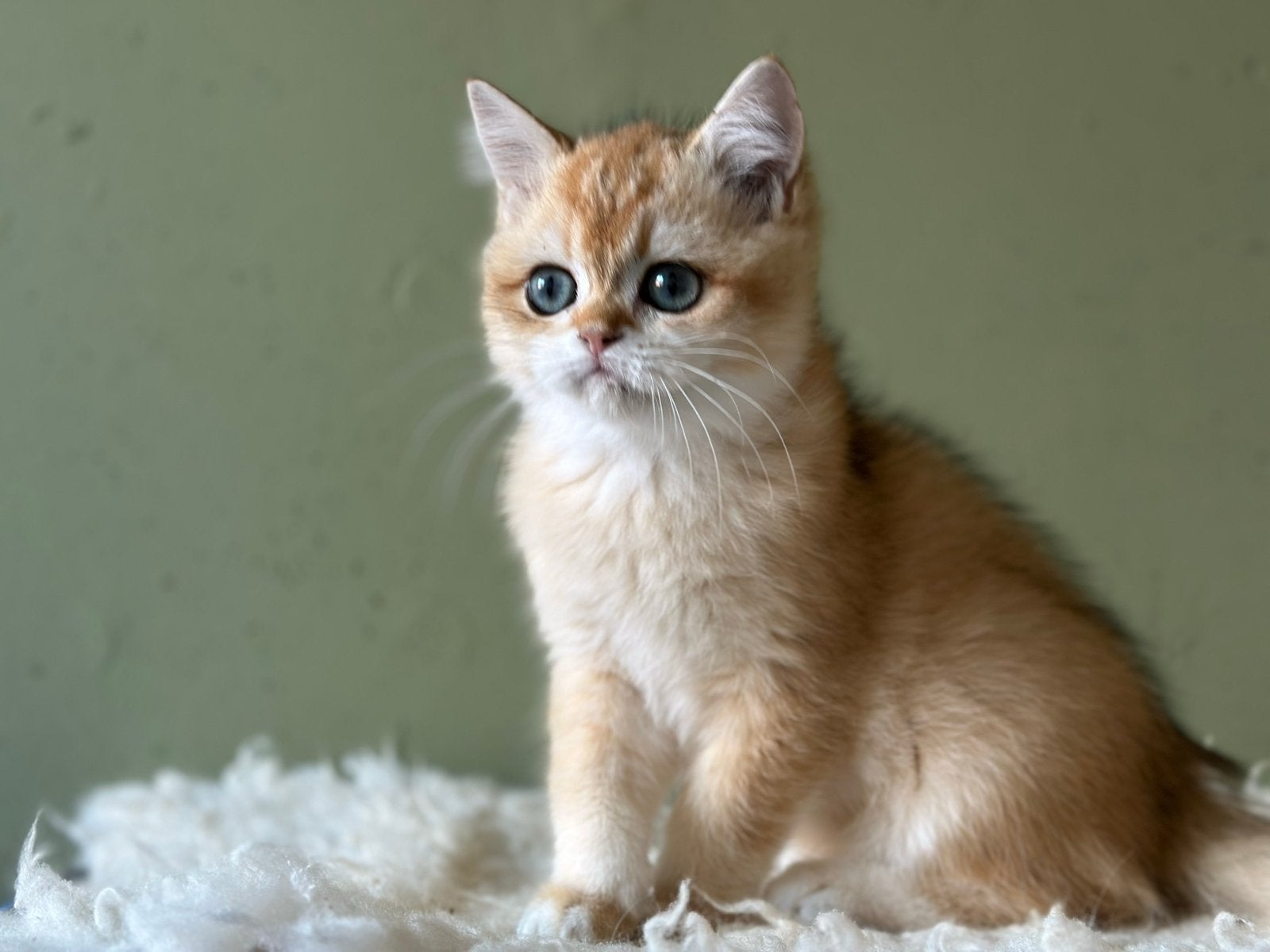 Brits Korthaar Black Golden “Corin” Shell kater stamboom, Dieren en Toebehoren, Kater