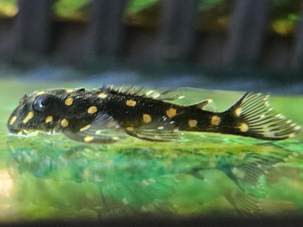 % 5 x Snowball Pleco L201 - Hypancistrus sp, Vis