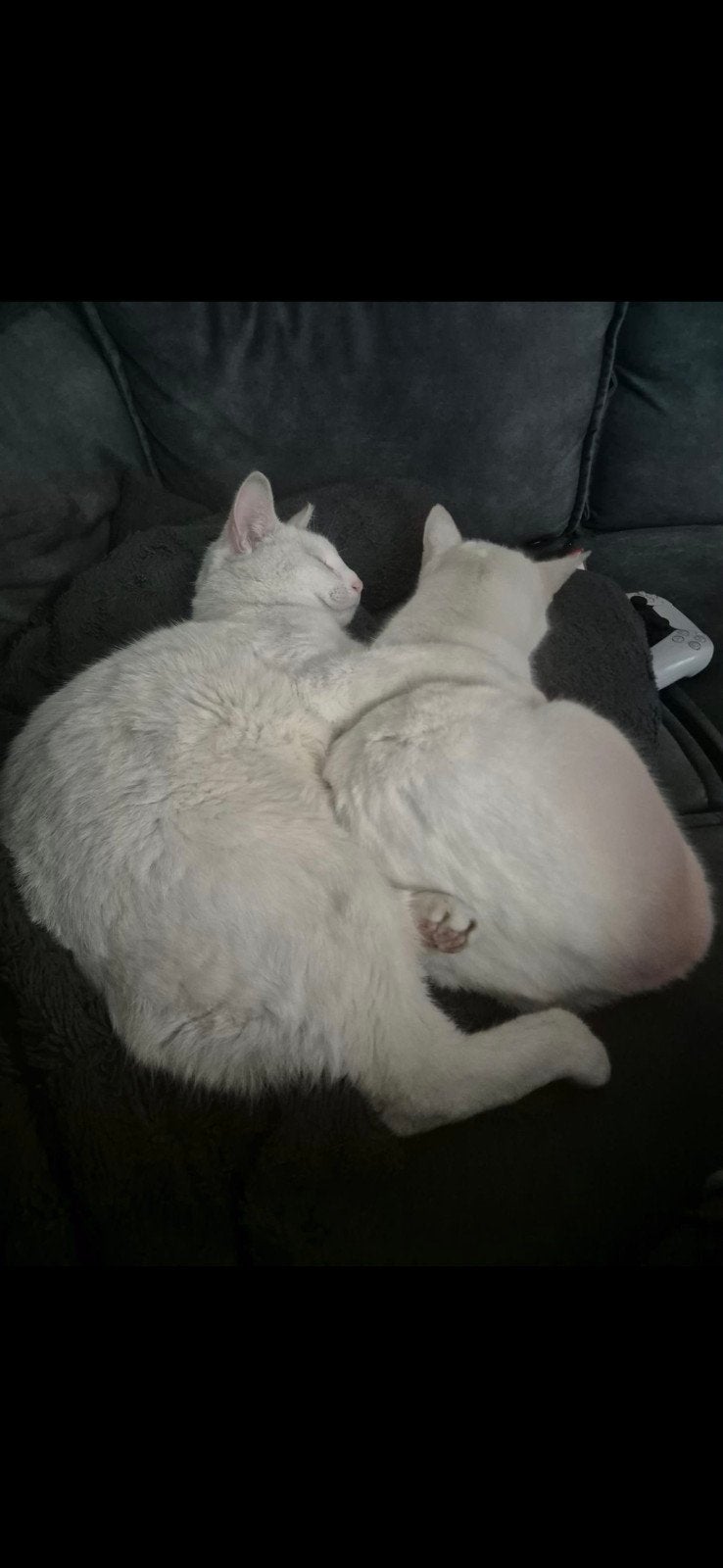 katten, Dieren en Toebehoren, 0 tot 2 jaar