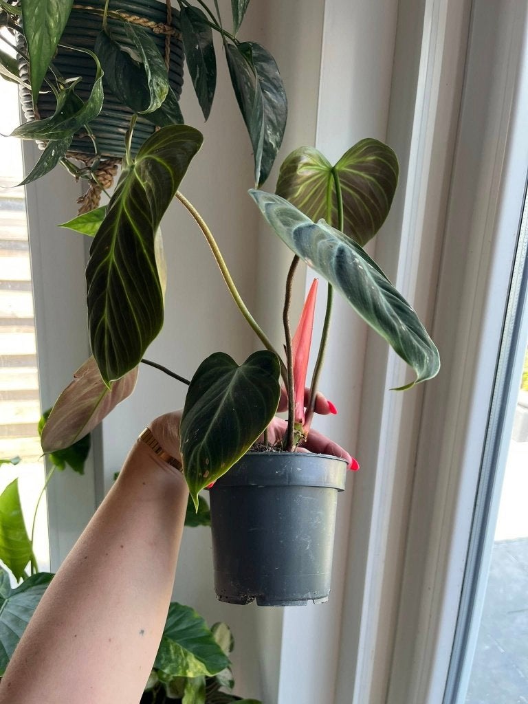 Philodendron El Choco Red, Ophalen of Verzenden, Halfschaduw, Minder dan 100 cm