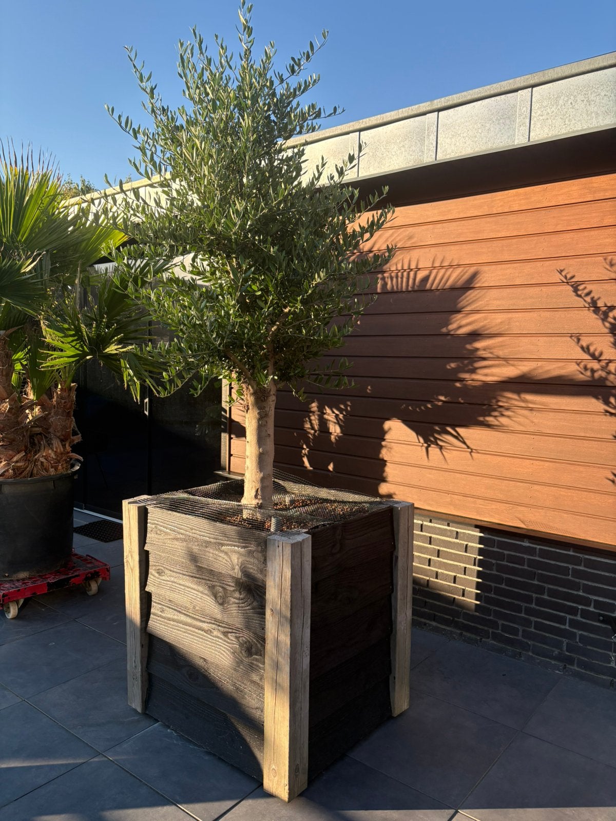 Olijfboom in verrijdbare bloembak, Tuin en Terras, Planten | Bomen, Ophalen, Volle zon, Olijfboom, 100 tot 250 cm