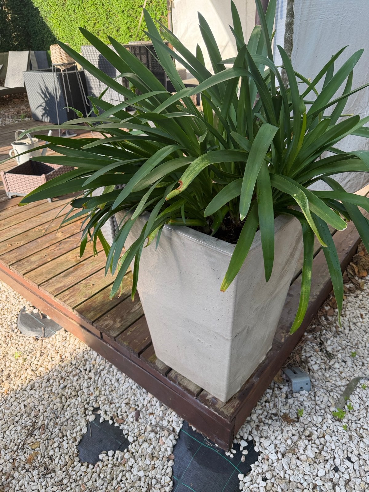 2x Winterharde Afrikaanse Lelie in Witte/Crème Buitenpot 125, Overige materialen, Gebruikt, Balkon, Minder dan 60 cm