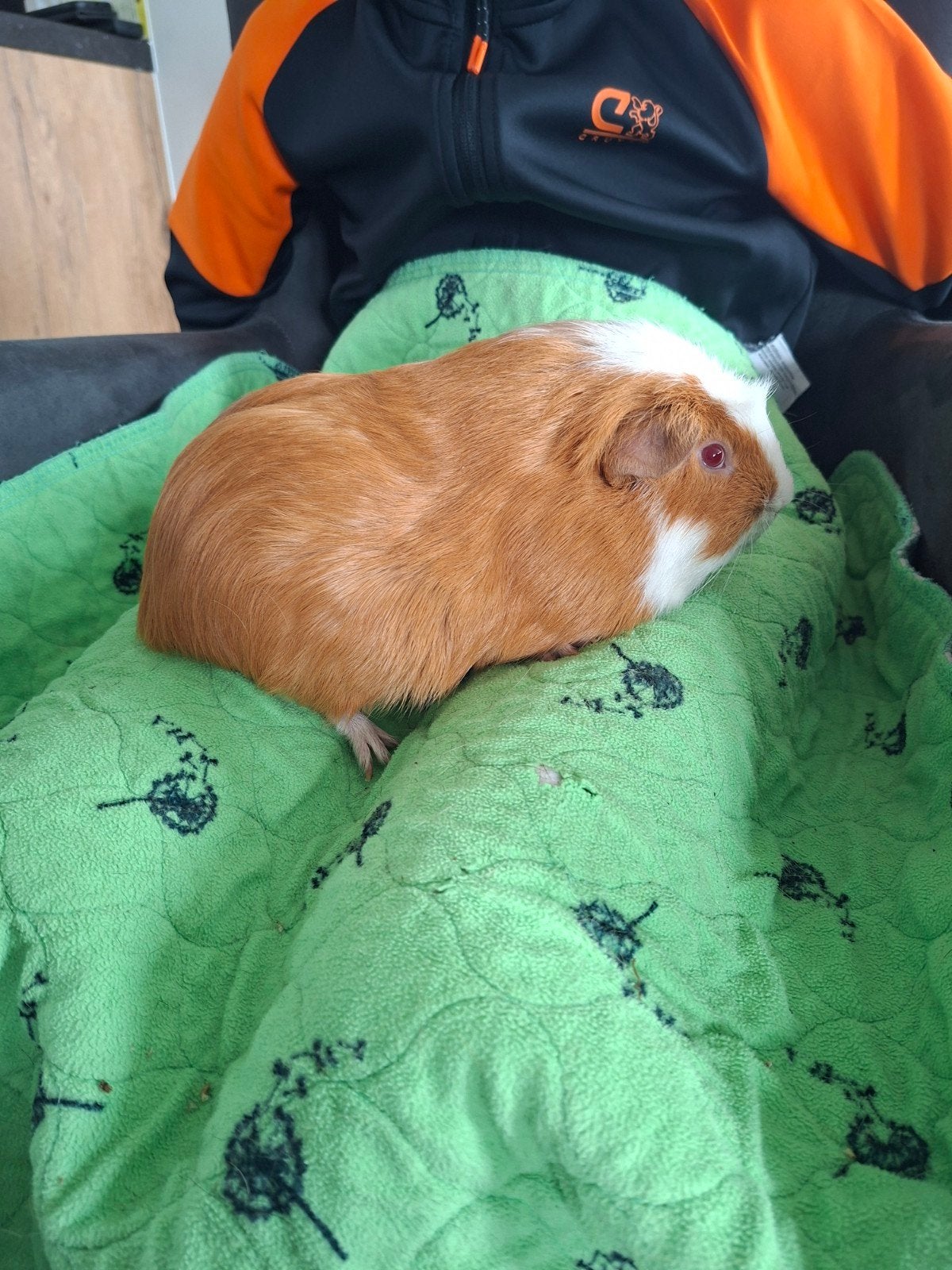 Lief cavia beertje, helaas is vannacht z'n maatje overleden, Cavia, Mannelijk, December, Tam