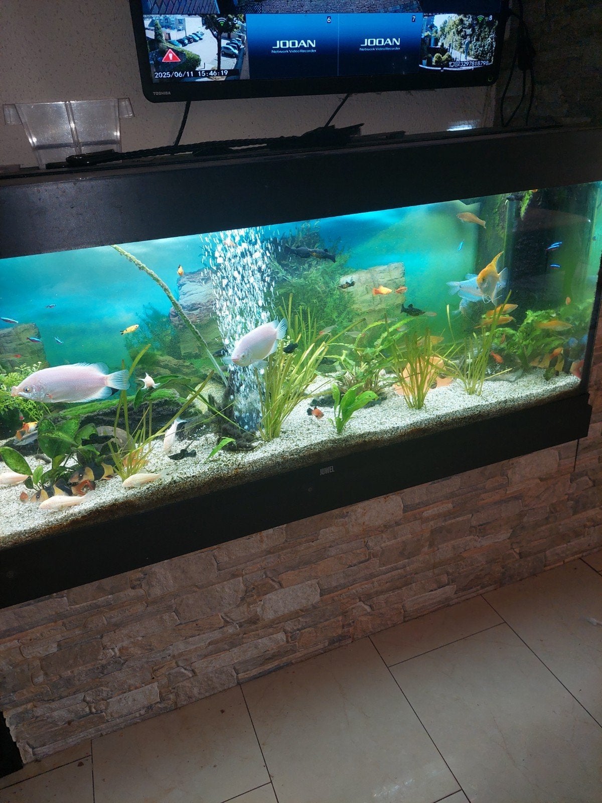 gezocht gratis platys en zwaarddragers(zie omschrijving), Dieren en Toebehoren, Vis