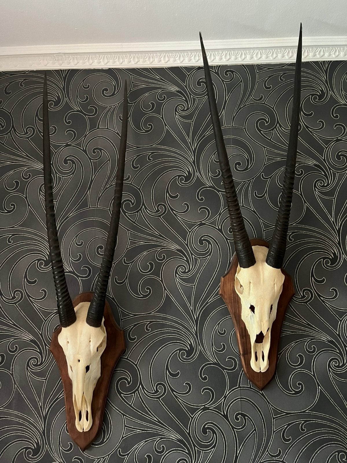 2 maal grote spiesbok /oryx schedel met geweien - afrika, Ophalen, Gebruikt, Wild dier, Gewei of Kop