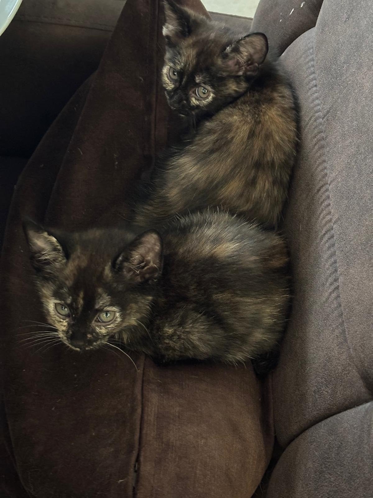 kitten gratis snel weg, Dieren en Toebehoren