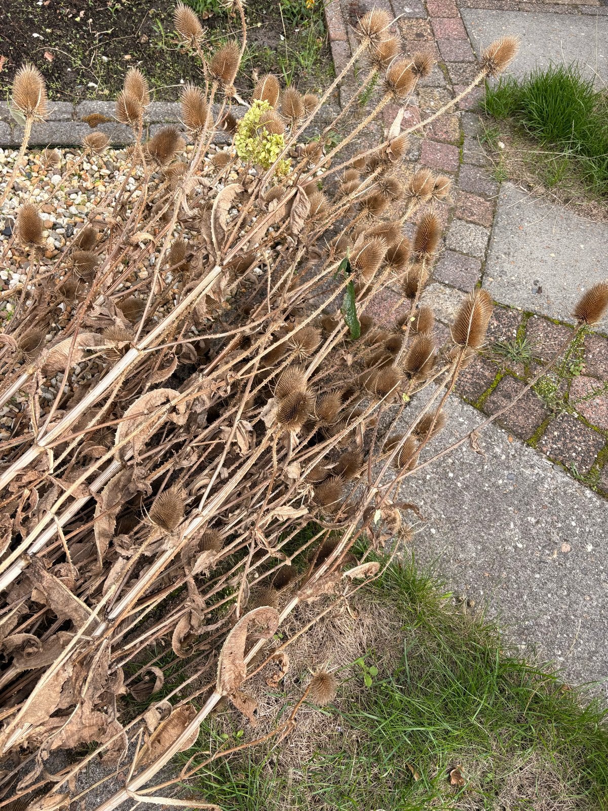 Grote kaardebol (Dipsacus fullonum) - Droogbloemen, Volle zon, Tweejarig, Zomer, Ophalen