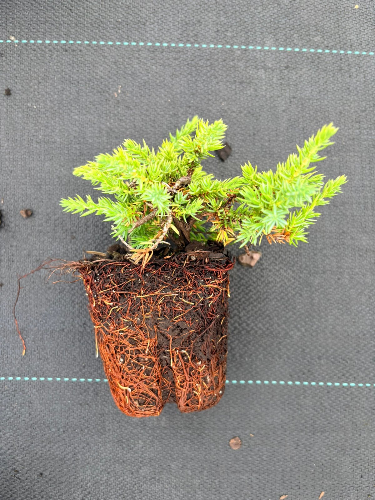 Bodembedekkende plant Juniperus communis 'Green Mantle, Ophalen of Verzenden, Overige soorten, Minder dan 100 cm