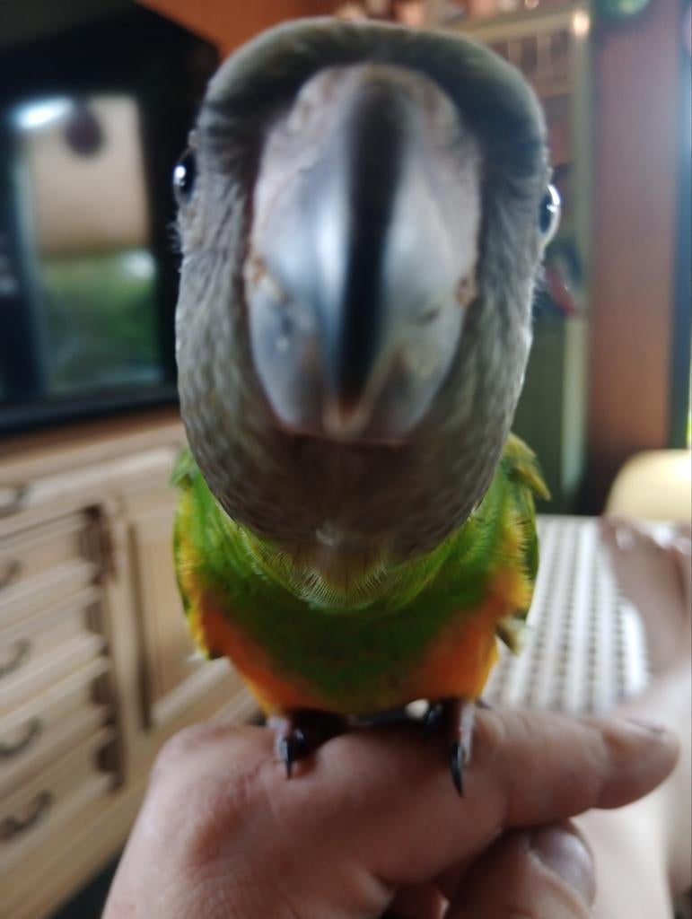 Gezocht! Een dame voor onze Heer. Senegal / Bonte bo, Dieren en Toebehoren, Vogels | Parkieten en Papegaaien, Vrouwelijk, Parkiet
