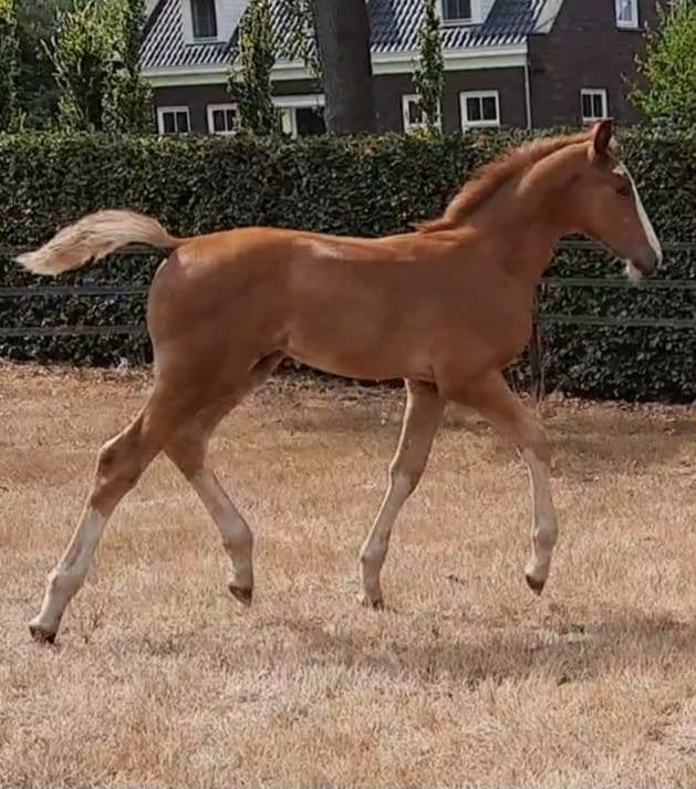 stoer hengstveulen van Ultra star uit grandprix stam, Dieren en Toebehoren, Springpaard, Minder dan 160 cm, Met stamboom, 0 tot 2 jaar