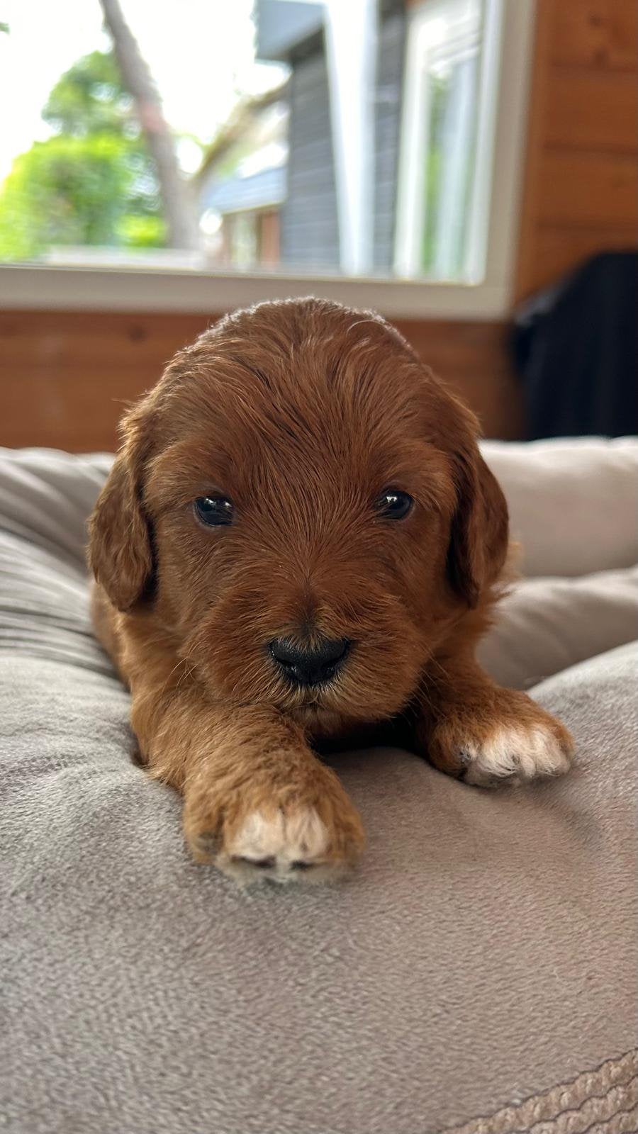 Labradoodle mini, Parvo, Overige rassen, 8 tot 15 weken, Meerdere
