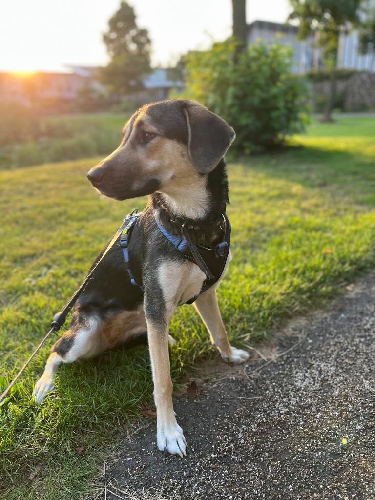 Djuna zoekt een goud mandje!, Dieren en Toebehoren, Honden | Niet-rashonden, Particulier, 1 tot 2 jaar, Buitenland, Teef