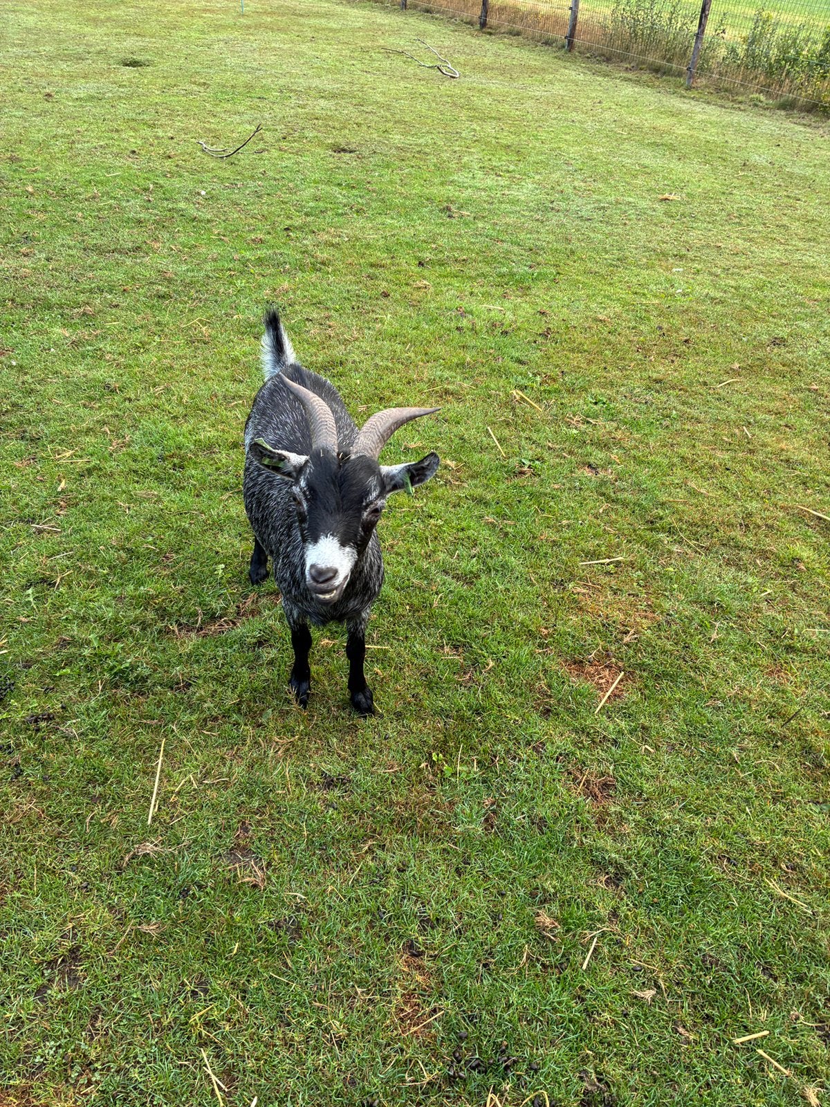 Zwartschimmel dwerggeitje, Vrouwelijk, Geit, 0 tot 2 jaar