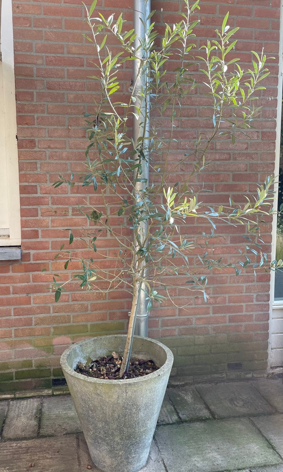 Kleine olijfboom in pot, Bloeit niet, 100 tot 250 cm, Olijfboom, Ophalen