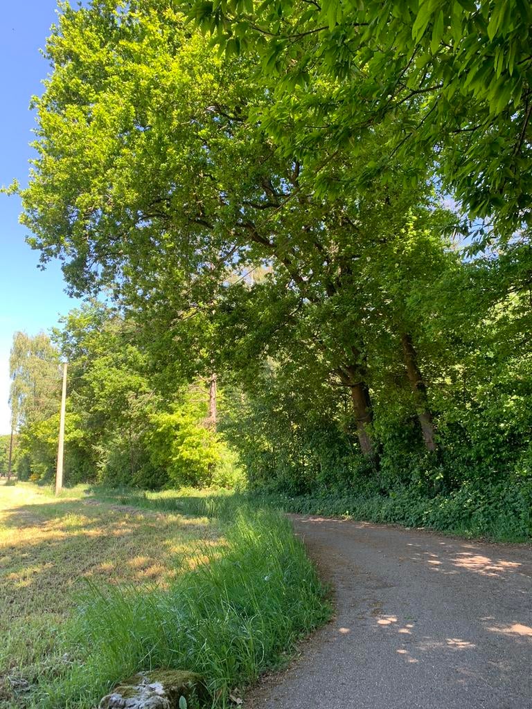 Te koop +/- 1 Ha bosgrond te Lanaken