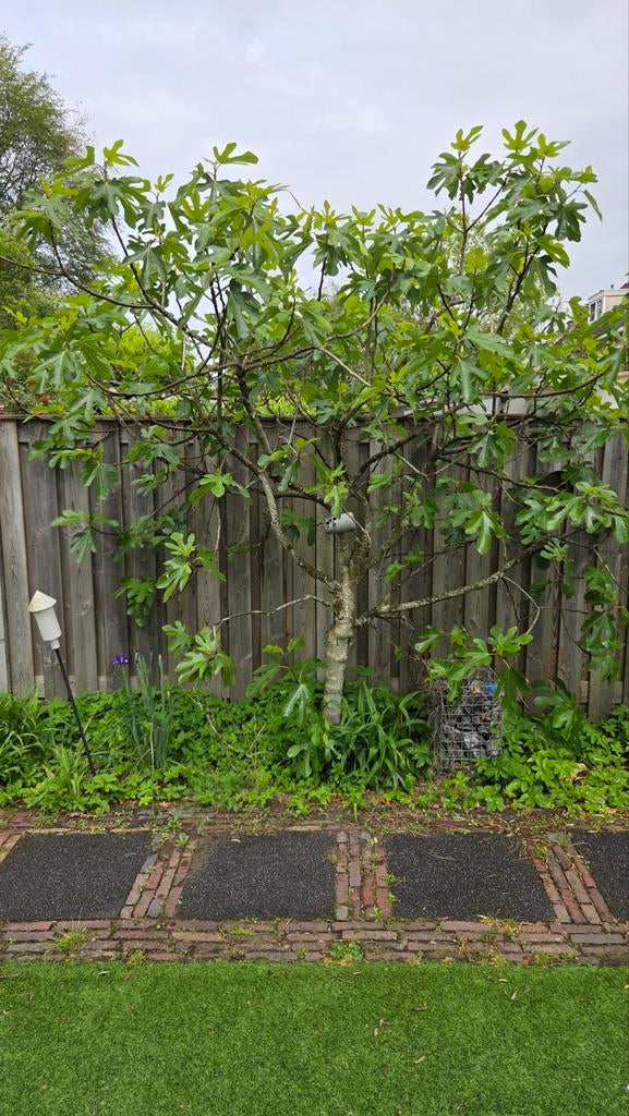 Vijgenboom, Bloeit niet, Overige soorten, 250 tot 400 cm, Ophalen