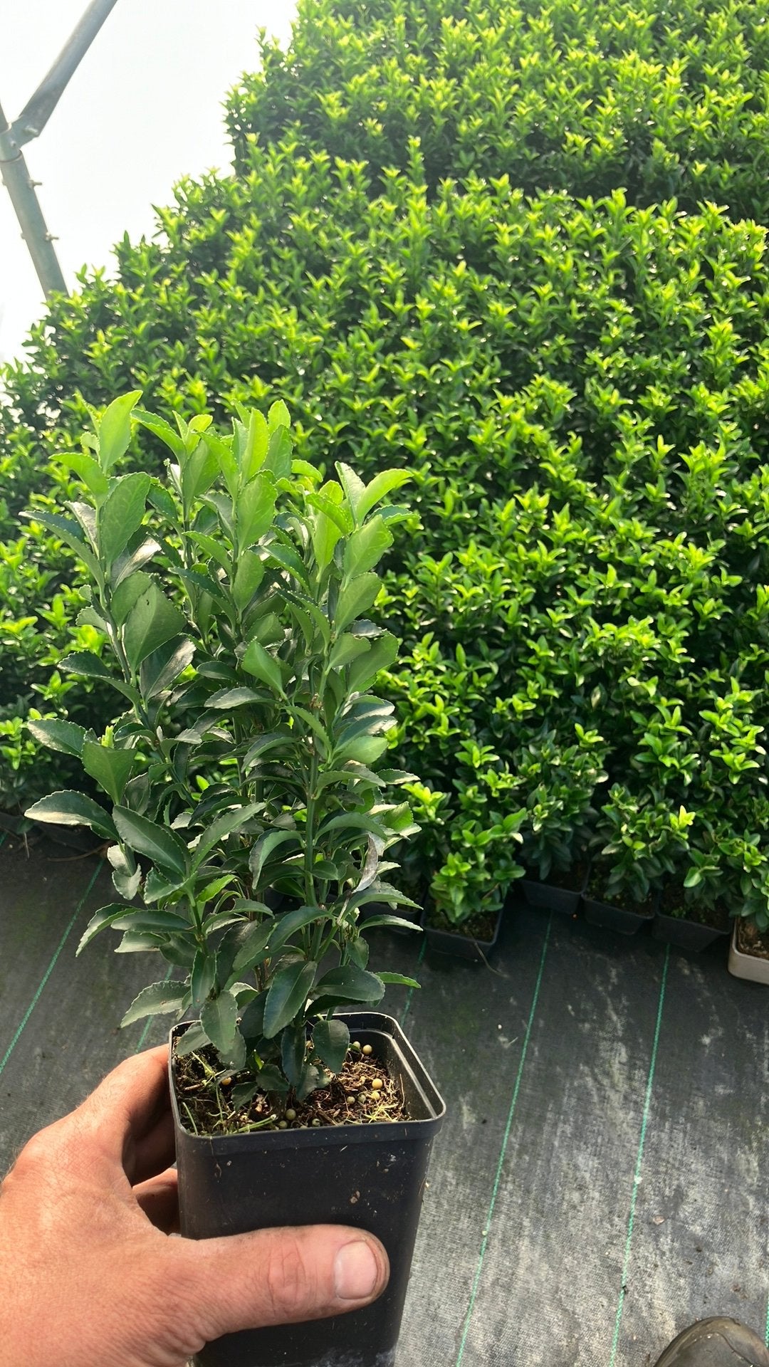 Buxus vervanger Euonymus Green Spire, Ophalen, Buxus, Minder dan 100 cm