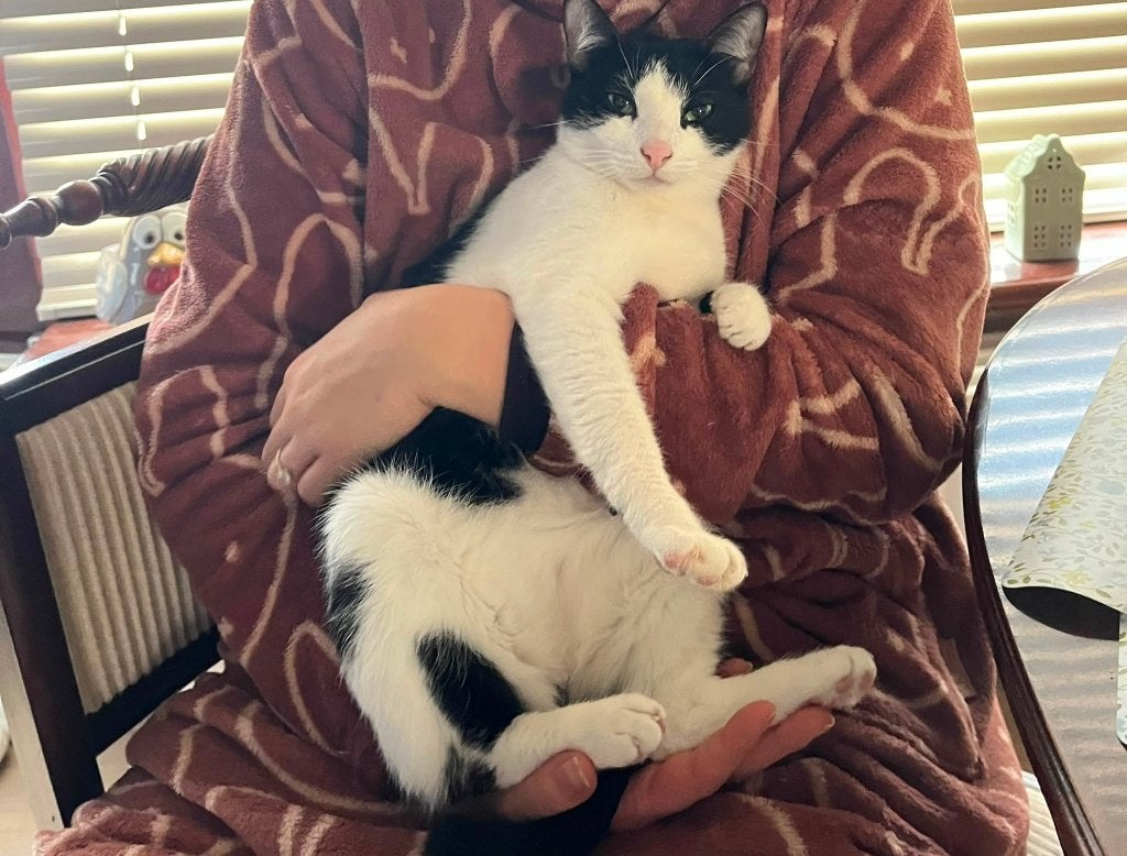Candy, Dieren en Toebehoren, Katten en Kittens | Overige Katten, Poes, Kortharig, 3 tot 5 jaar