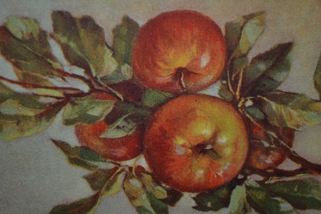frankrijk 1924 stilleven tak appels fruit, Ophalen of Verzenden, 1920 tot 1940, Gelopen, Sterren en Beroemdheden