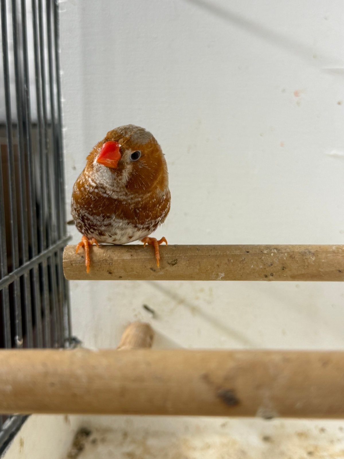 Te koop 3 oranjeborst zebravink mannen 2026, Mannelijk, Tropenvogel