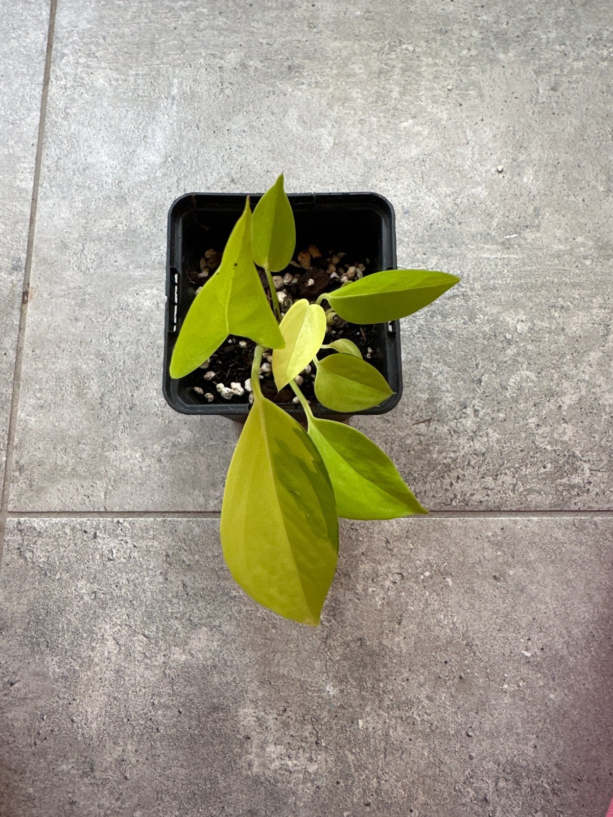 Philodendron Neon plantje, Ophalen of Verzenden