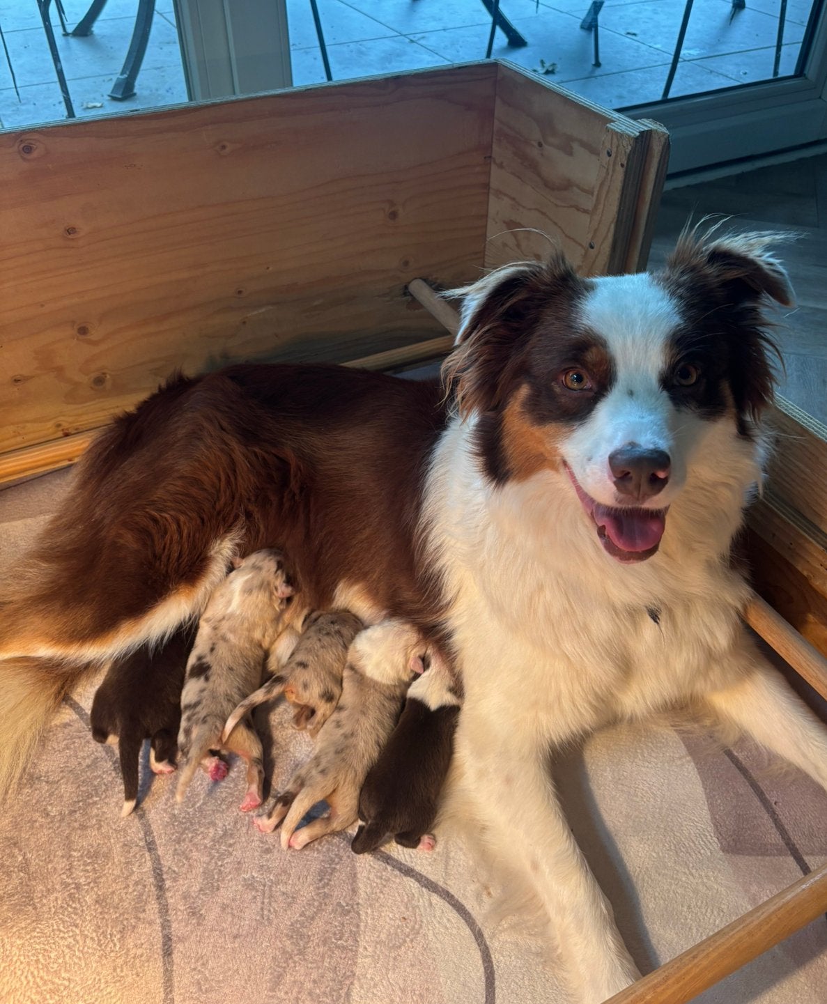 Australian Shepherd / Assie pups te koop, 8 tot 15 weken, Collie, Meerdere, Meerdere dieren