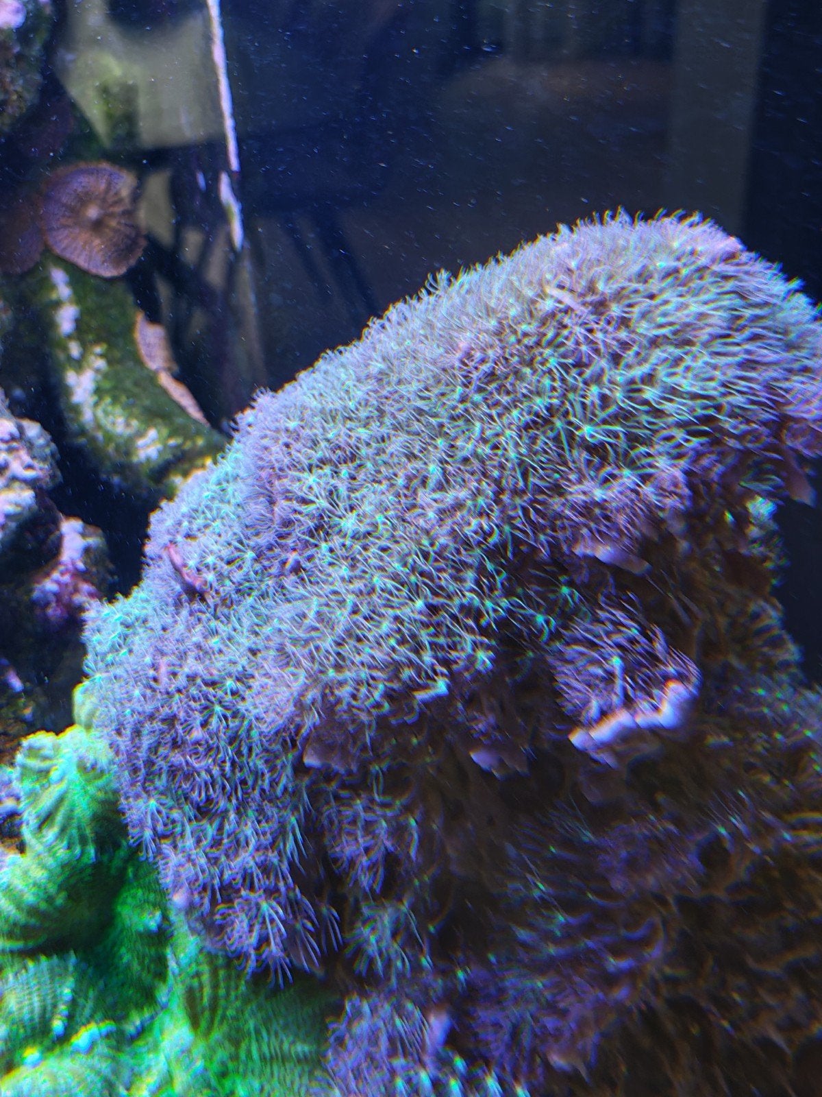 zee aquarium  paars groene sterpoliep stekken, Dieren en Toebehoren