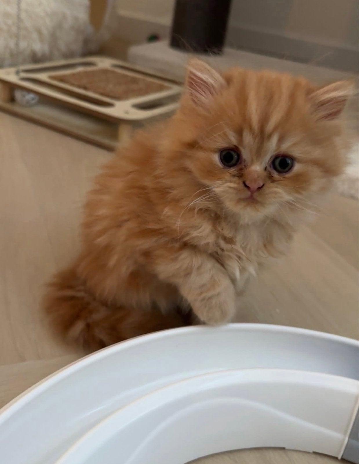 7 Brits Langhaar Kittens In Roermond Geregistreerde Cattery, Dieren en Toebehoren