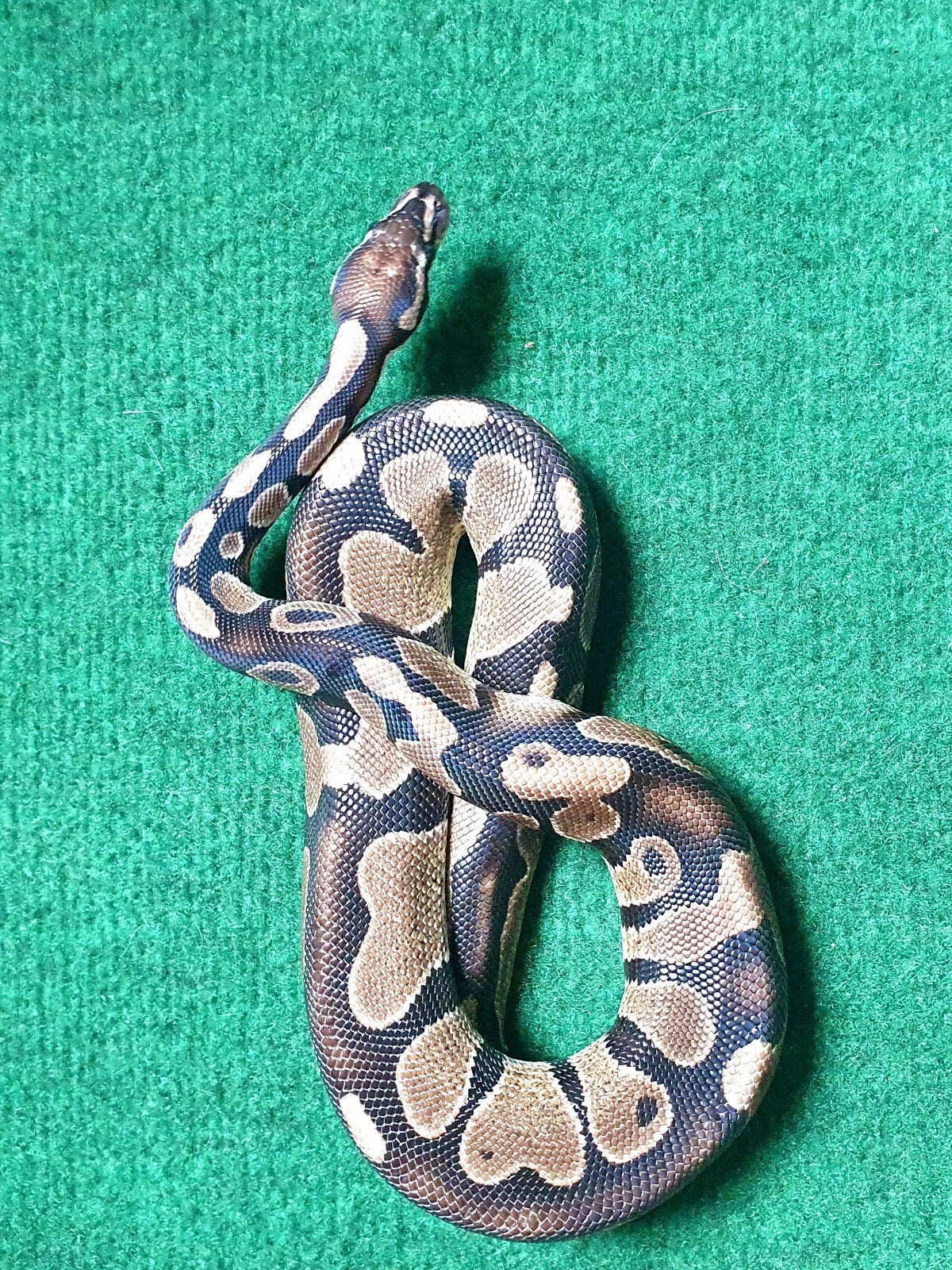 Prachtige handtamme koningspython! Ball Python photo 3