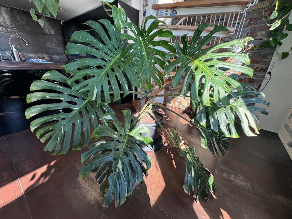 Monstera Thai Constellation, Huis en Inrichting, Kamerplanten, Ophalen, Halfschaduw, 200 cm of meer
