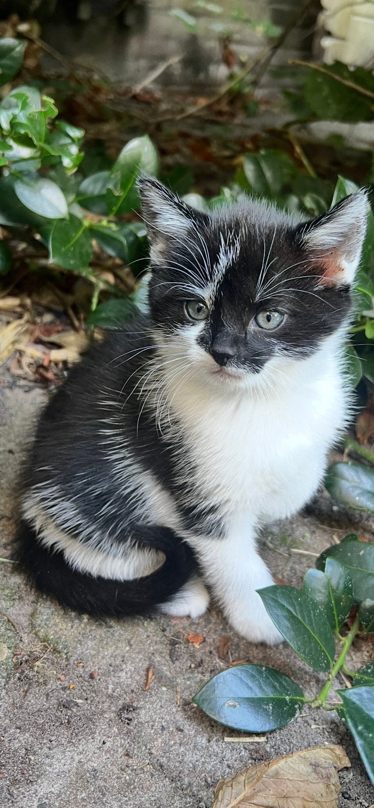 Boerderij kittens te koop, Meerdere dieren, 0 tot 2 jaar