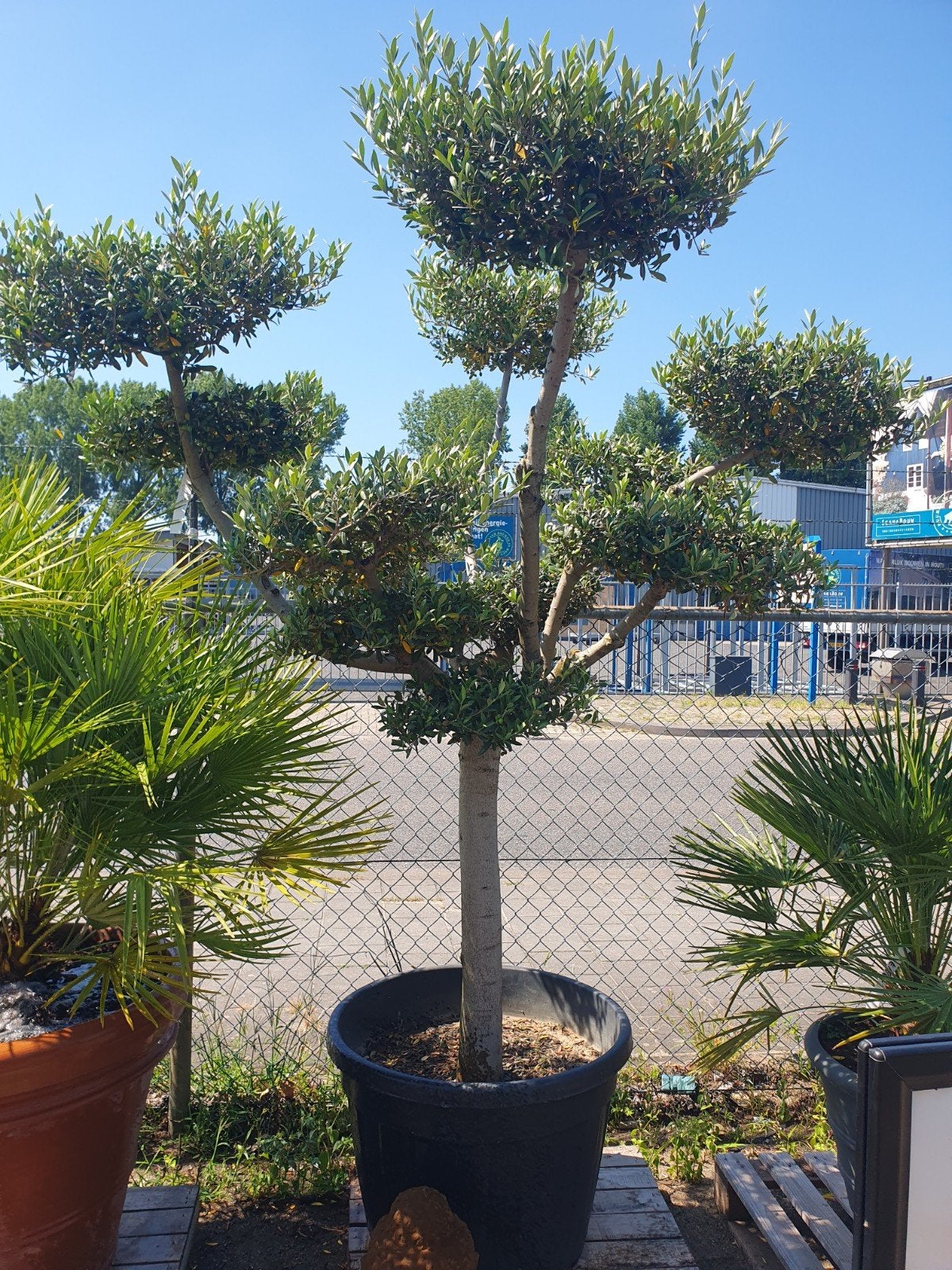 Pon pon olijfboom, Tuin en Terras, Planten | Bomen, Ophalen, Volle zon, Olijfboom, 100 tot 250 cm