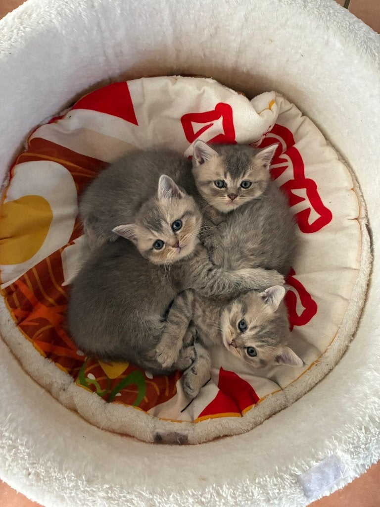 britse korthaar kittens, Meerdere dieren, Gechipt, 0 tot 2 jaar