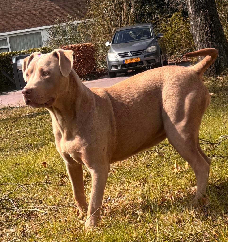 American Bully xxl, Dieren en Toebehoren, Honden | Bulldogs, Pinschers en Molossers, Meerdere dieren, Overige rassen, Particulier