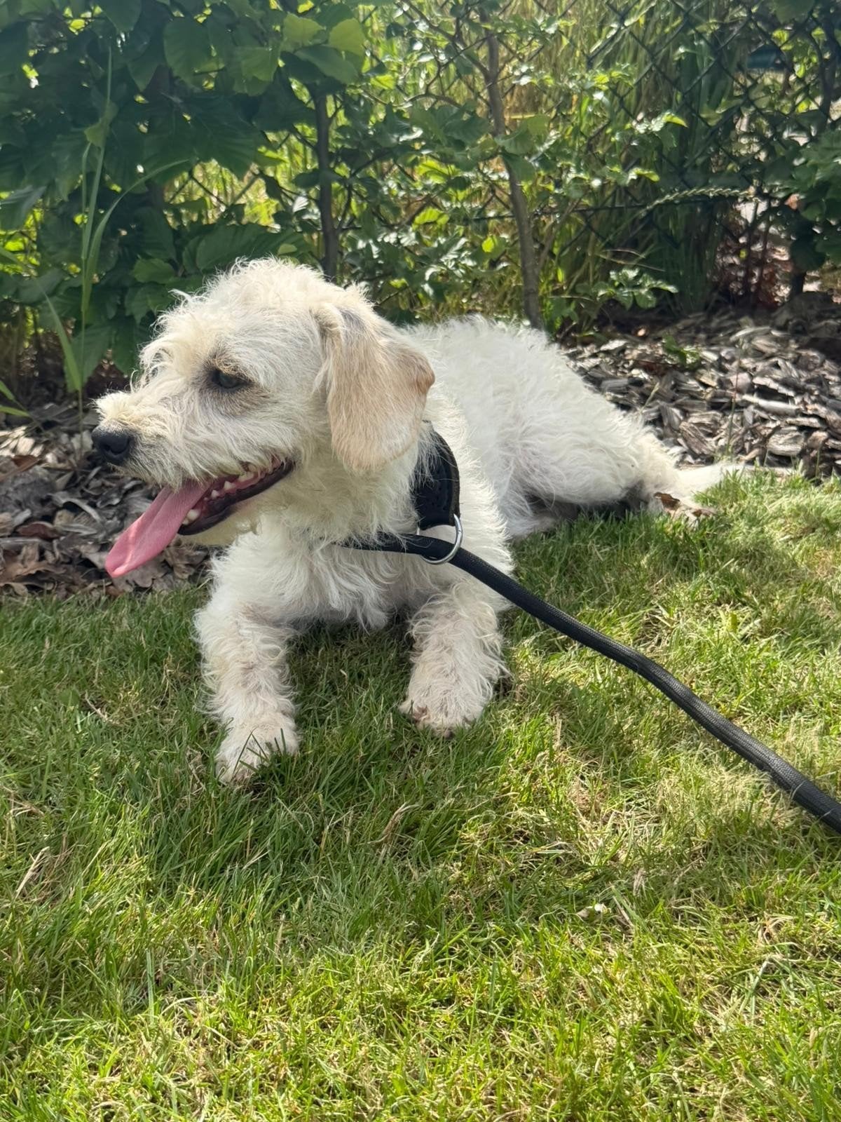 maltipoo reutje, Dieren en Toebehoren, 15 weken tot 1 jaar, Parvo, Eén hond, Nederland