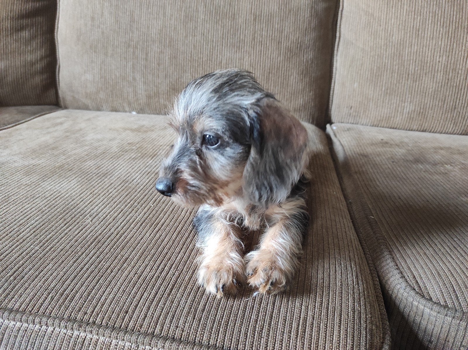 Ruwharige dwergteckel pups, Gevlekt/Merle, Parvo, 8 tot 15 weken, Korthaar, Dwerg