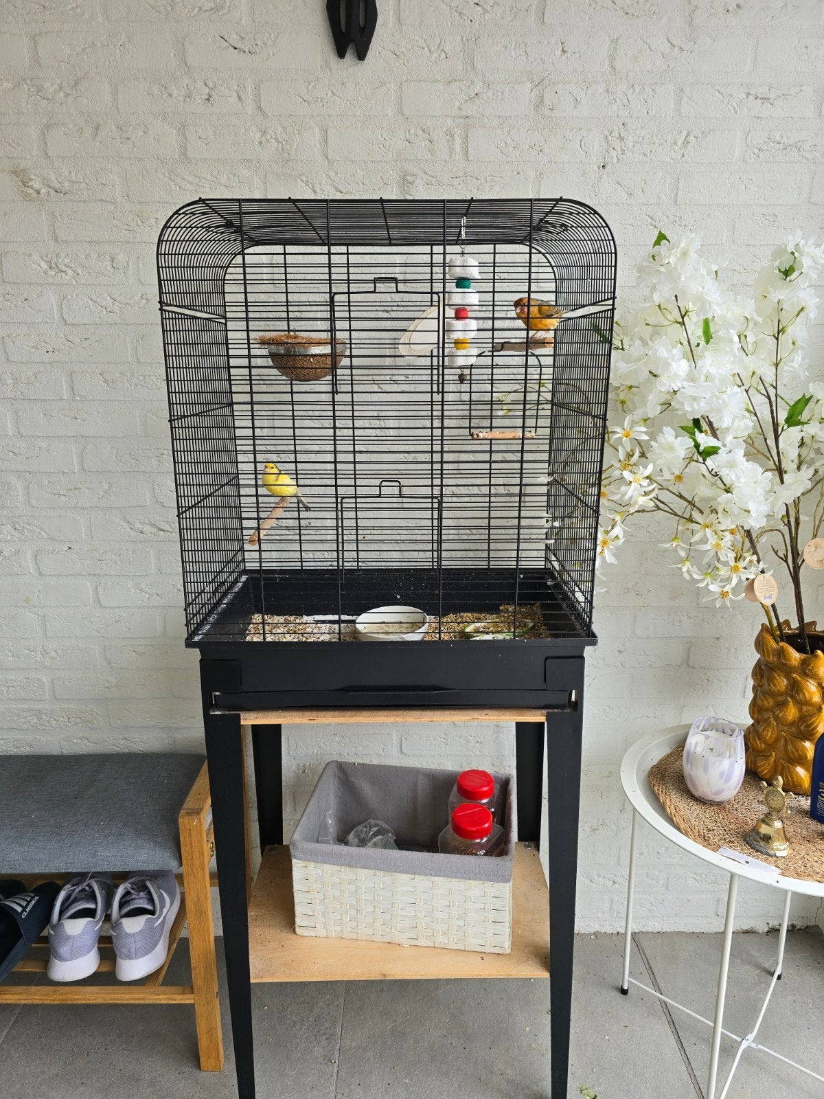 Kanarie koppel inc kooi, Meerdere dieren, Zangkanarie