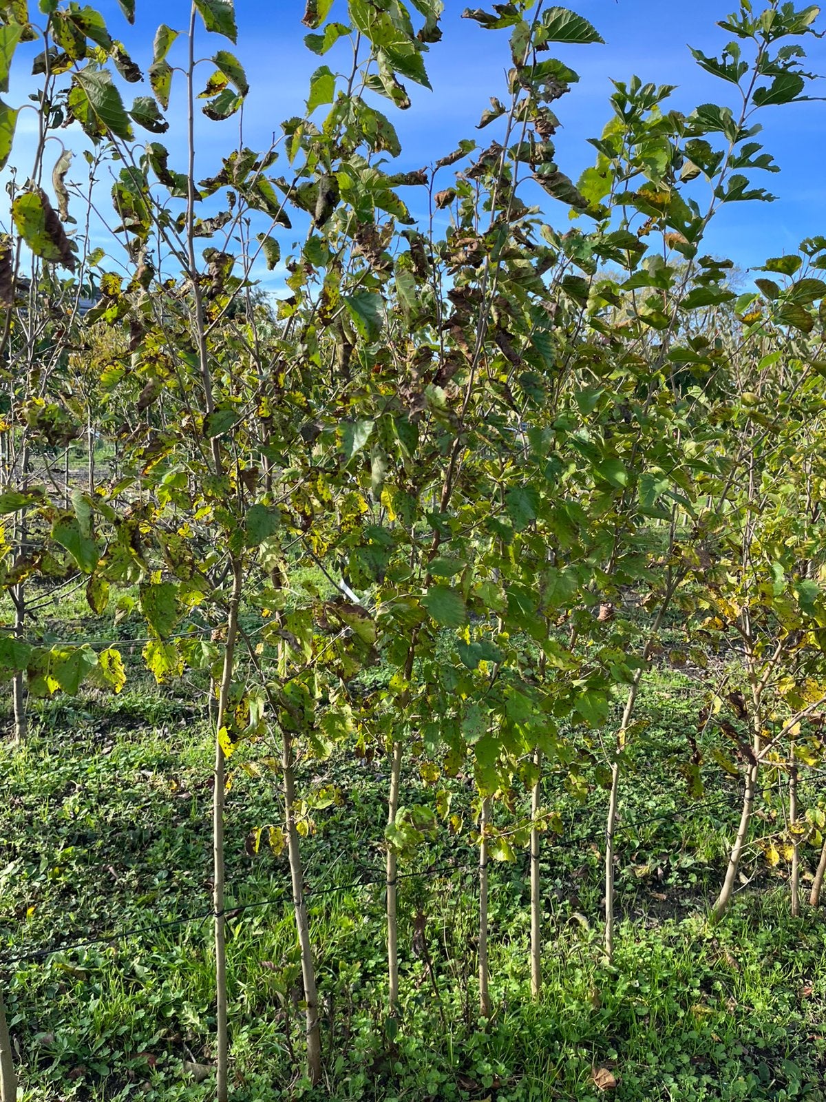 Morus nigra, Ophalen, 100 tot 250 cm, Overige soorten, Lente