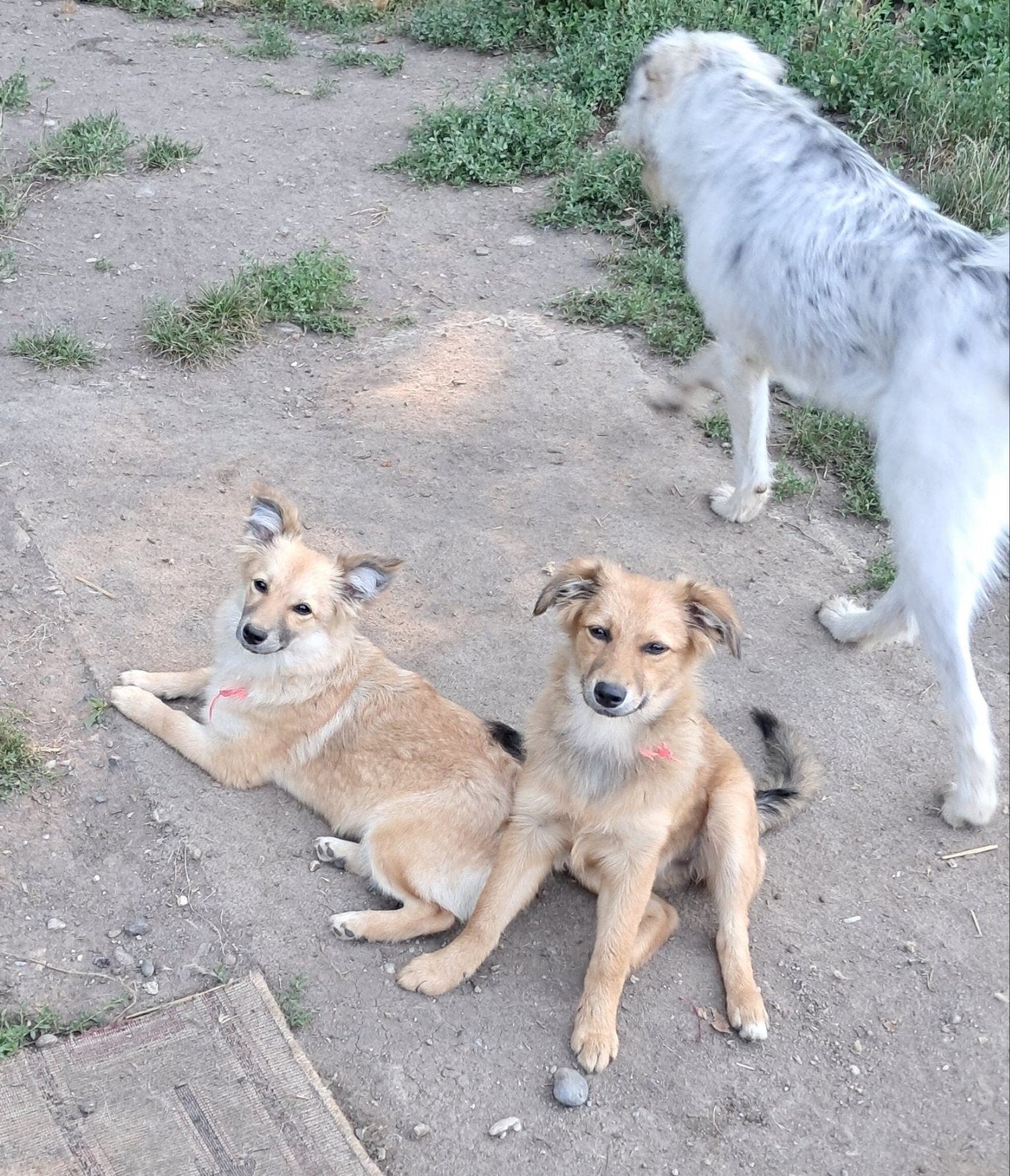 Milly en Molly vanaf 12 juli beschikbaar voor adoptie, Particulier, 15 weken tot 1 jaar, Buitenland, Teef