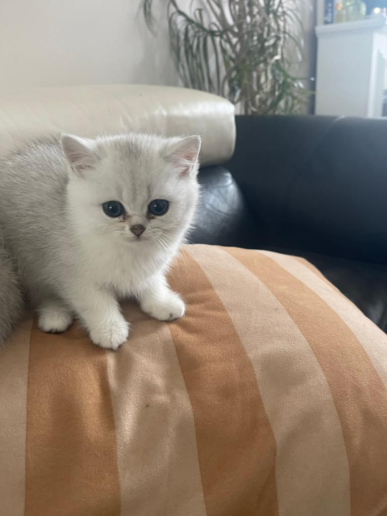 VARKOCHT!, Poes