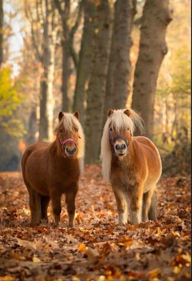 24/7 buitenplek gezocht, Dieren en Toebehoren, Stalling en Weidegang