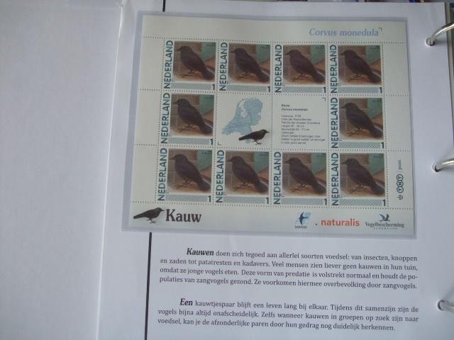 Ned. Mooi vel vogels Kauw, Verzenden, Dier of Natuur