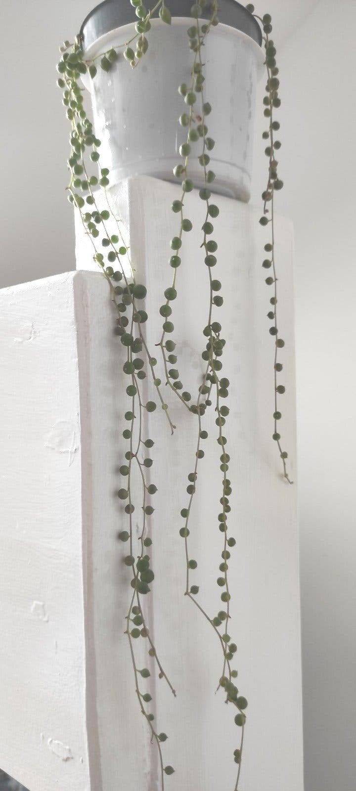 Erwtenplant Senecio rowleyanus, String of Pearls parelkettin, Huis en Inrichting, Kamerplanten, Vetplant, Ophalen of Verzenden