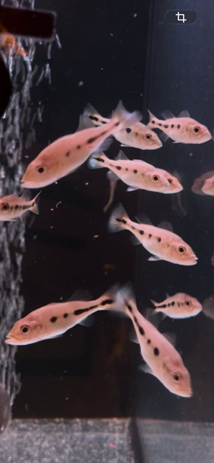 Cichlas te koop, Dieren en Toebehoren, Vis